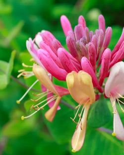 Honeysuckle