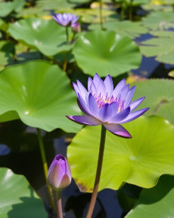 Blue Lotus