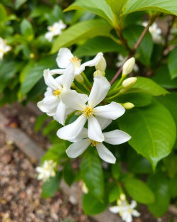 Jasmine Grandiflorum