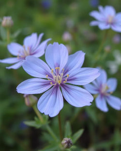 Nigella Flower