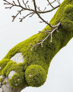 French Oakmoss