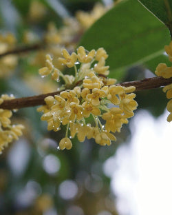 French Osmanthus