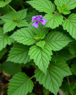 Patchouli Double Distilled